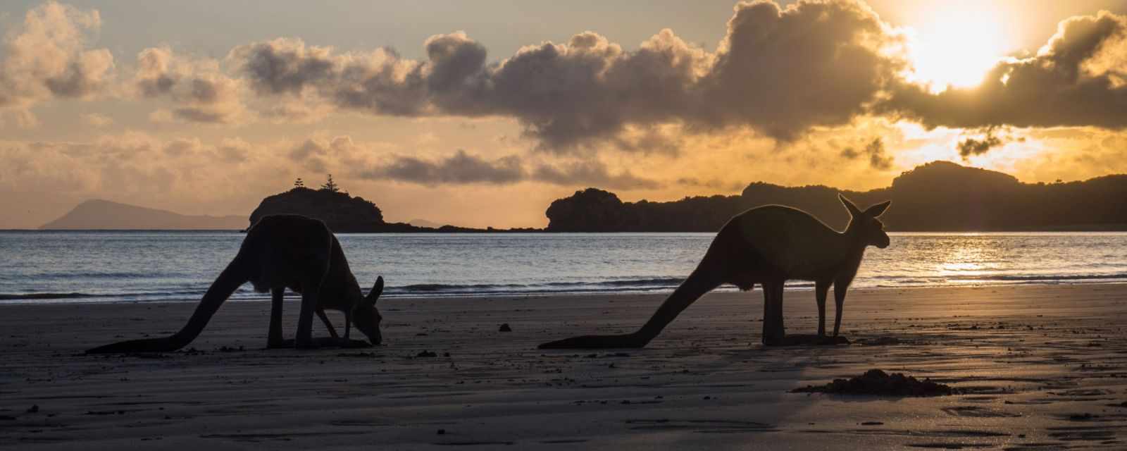 Kangaroos on the beach in Australia