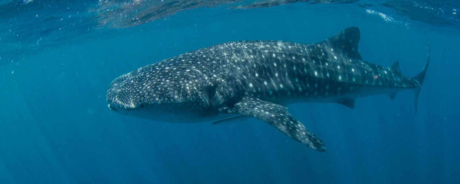 When and Where to Spot Whale Sharks and Manta Rays in the Maldives