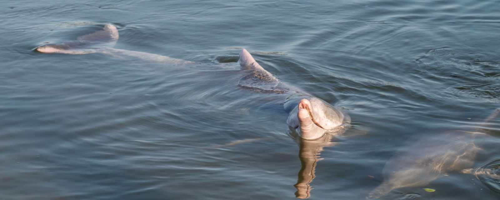 Tin Can Bay and all you need to know about dolphin feeding in the morning