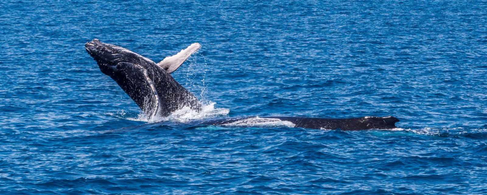 Whale and Dolphin Watching Seasons for Kaikoura