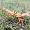 A big orange crab