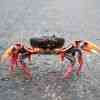 A black-red crab