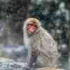 Snow Monkeys