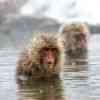 Snow Monkeys