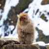 Snow Monkeys