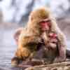 Snow Monkeys