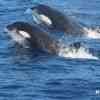 Pod of Orcas