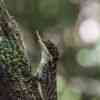 Rhino Horned Lizard 