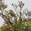 Horton Plains