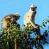 Yala National Park