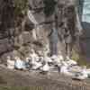 Muriwai Gannet Colony