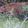 Leopard in Yala