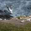 Muriwai Gannet Colony