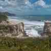 Muriwai Gannet Colony