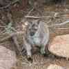 Freycinet 