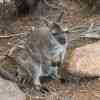 Freycinet 