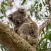 Koala Bear Cape Otway