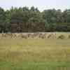 Kangaroos Cape Otway