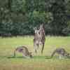 Kangaroos Cape Otway