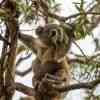 Koala Bear Cape Otway