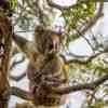 Koala Bear Cape Otway