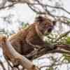 Koala Bear Cape Otway