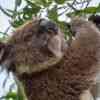 Koala Bear Cape Otway