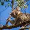 Koala Bear Cape Otway