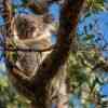 Koala Bear Cape Otway