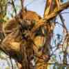 Koala Bear Cape Otway