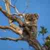 Koala Bear Cape Otway