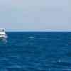 Tour boat and snorkeler