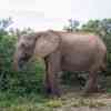 Elephants in Addo