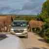 Elephants in Addo