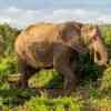 Elephants in Addo