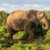 Elephants in Addo