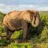 Elephants in Addo