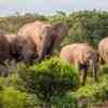 Elephants in Addo