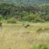 Secretary Bird