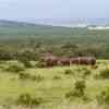 Elephants in Addo