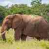 Elephants in Addo