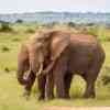 Elephants in Addo