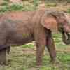 Elephants in Addo