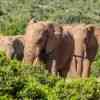 Elephants in Addo