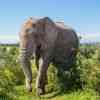 Elephants in Addo