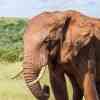 Elephants in Addo