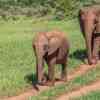 Elephants in Addo