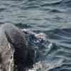 dolphins