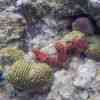 Anse Chastanet