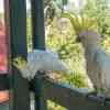 Yellow crested cockatoo on our balcony at Great Ocean Road Cottages